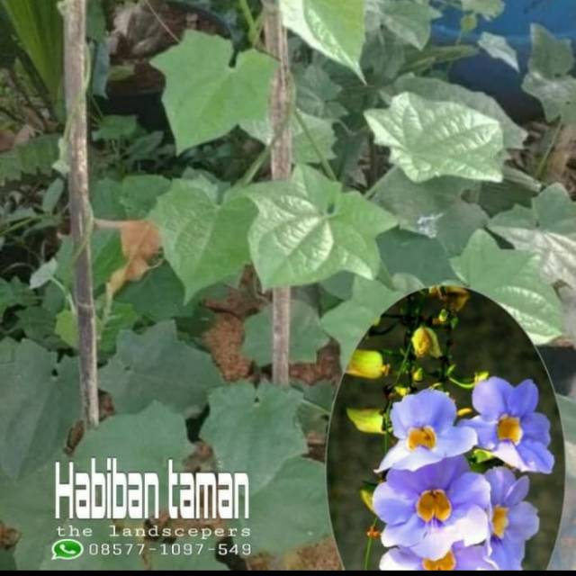 Jual TANAMAN RAMBAT BUNGA THUNBERGIA UNGU | Shopee Indonesia