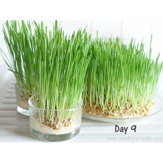 Benih Bibit Rumput Gantung Wheatgrass 60 Benih Dua Ribuan PG SBY