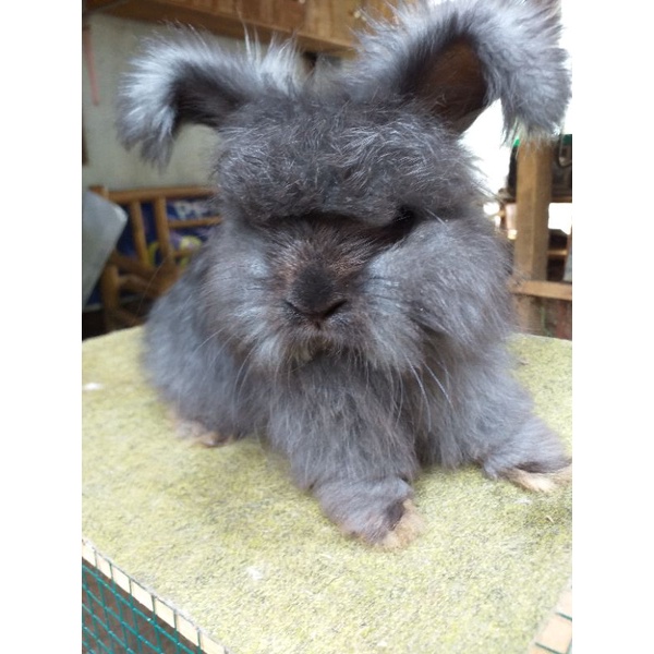 Kelinci Hias Anggora English