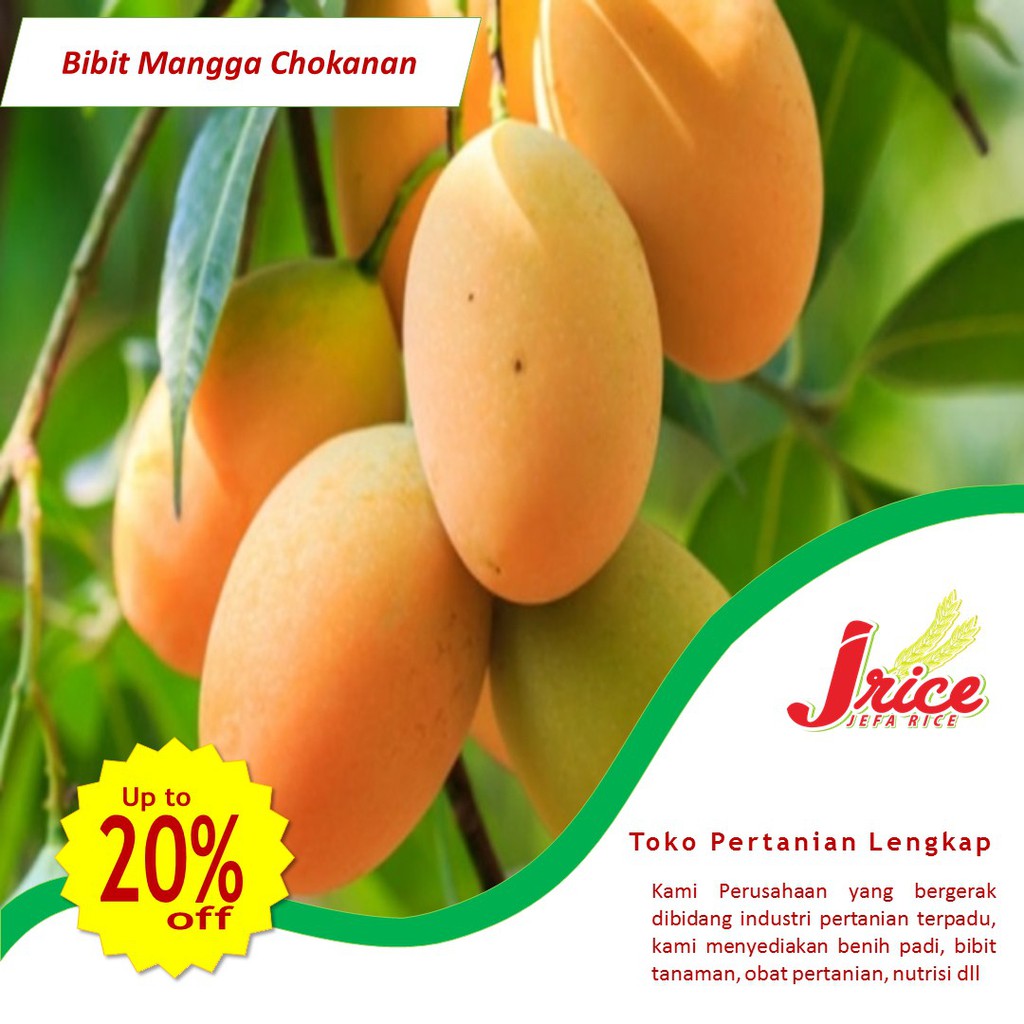 BIBIT MANGGA CHOKANAN BERBUAH BERBUNGA