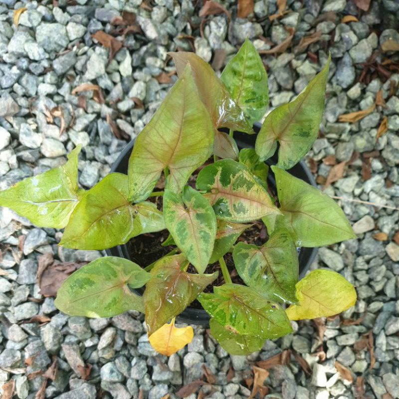 Syngonium mini Allusion