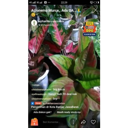 Aglonema Hengheng Mutasi