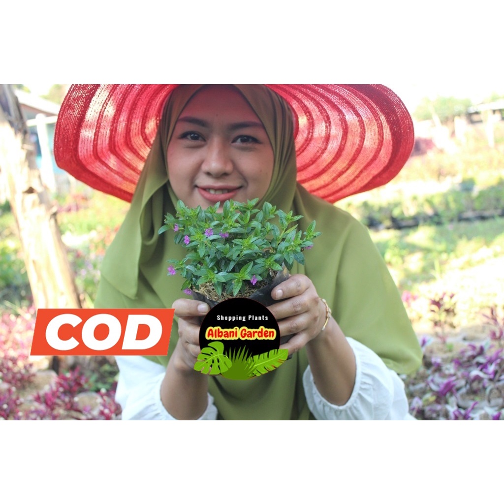 Tanaman hias outdoor tahan panas untuk taman yang berbunga cantik Bunga taiwan beauty