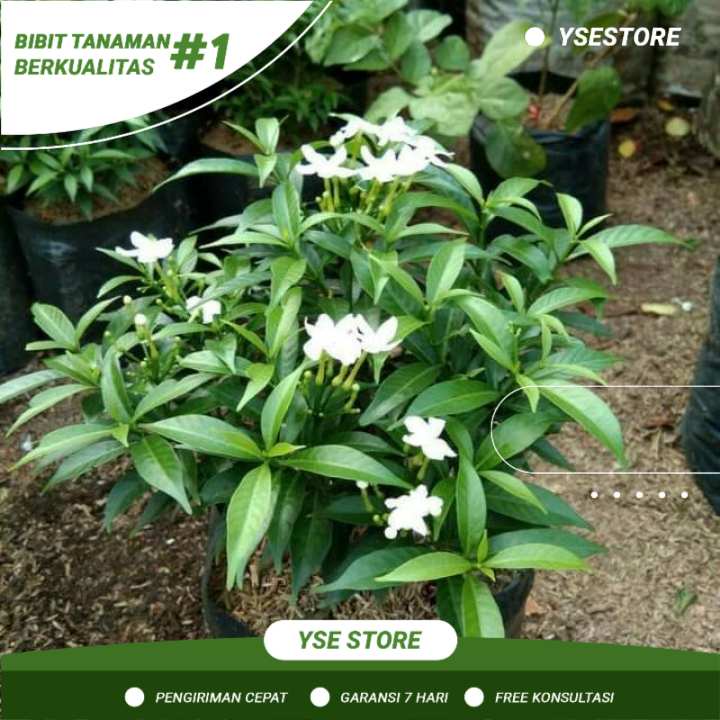 Tanaman Hias Bunga Rombusa Kuning