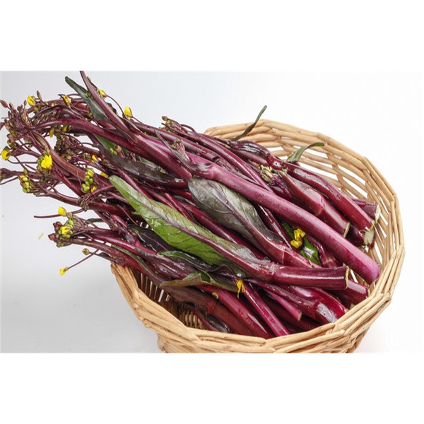 Benih Bibit Biji - Kailan Batang Merah Red Stem / Yun Moss / Purple Choi Sum Chinese Flowering Cabbage Seeds - IMPORT