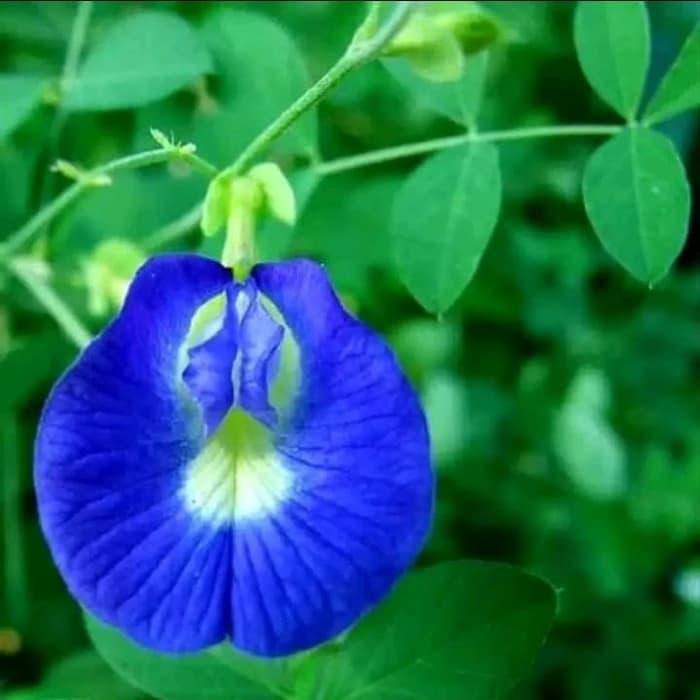 Tanaman hias rambat bunga Telang - Telang bunga biru