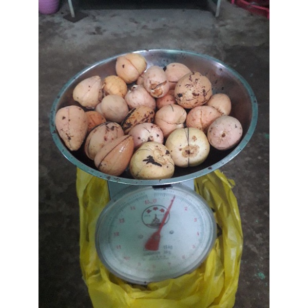 

biji alpukat sudah di kupas
