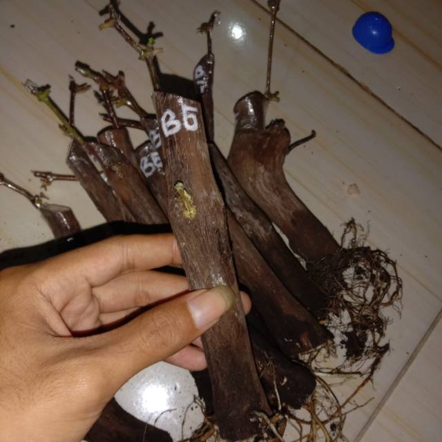 Cutting grafting anggur bogema