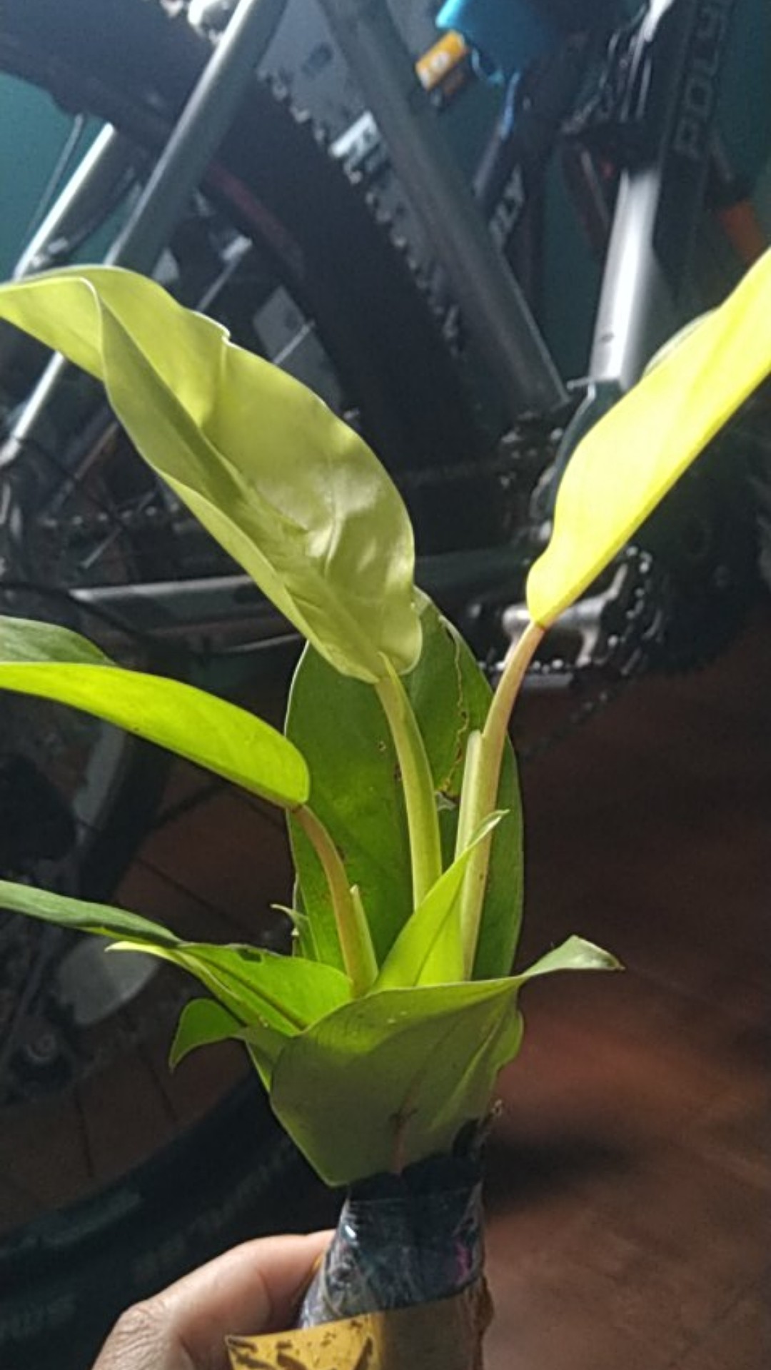 Tanaman Gantung Srigading Lemon | Srigading Love| Pohon Srigading