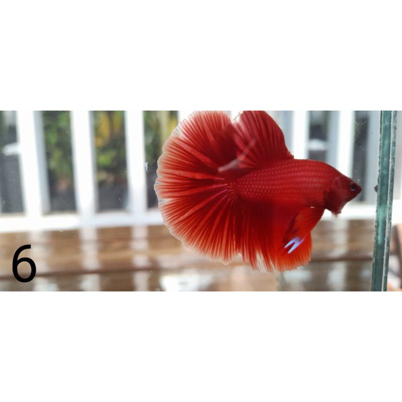 Cupang Hias Halfmoon Super Red / HMSR Size M uda Enak dilihat Siap dibesarkan Jaminan Real Pict