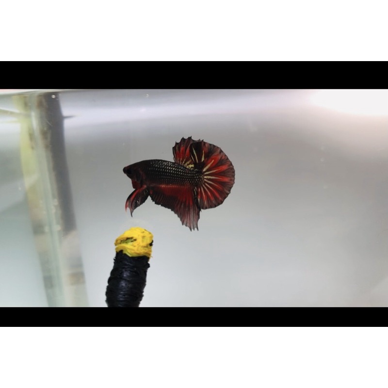 Cupang HMPK SNI combi