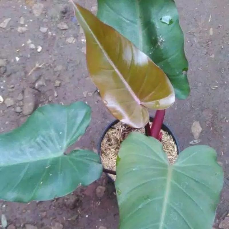 Tanamanhiasphilodendrondark lord - philo dark lord