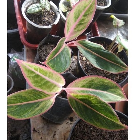 Aglonema Lipstik Pink Klasik