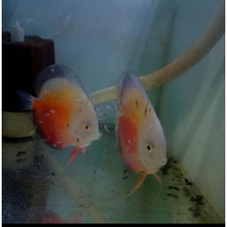 discus rising sun