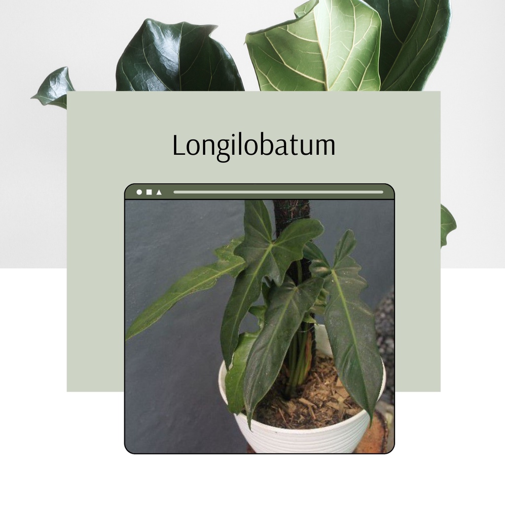 Ready Tanaman Hias Philo Longilobatum Philodendron Longilobatum