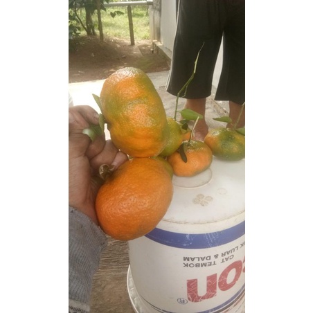 

berbagaimacamjeruksegar
