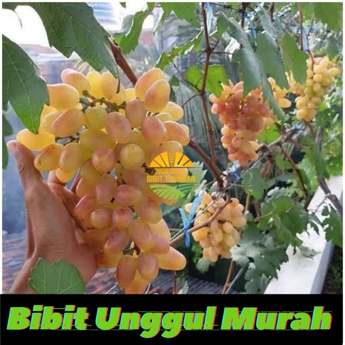 Bibit Tanaman Buah anggur transfiguration Grafting Import