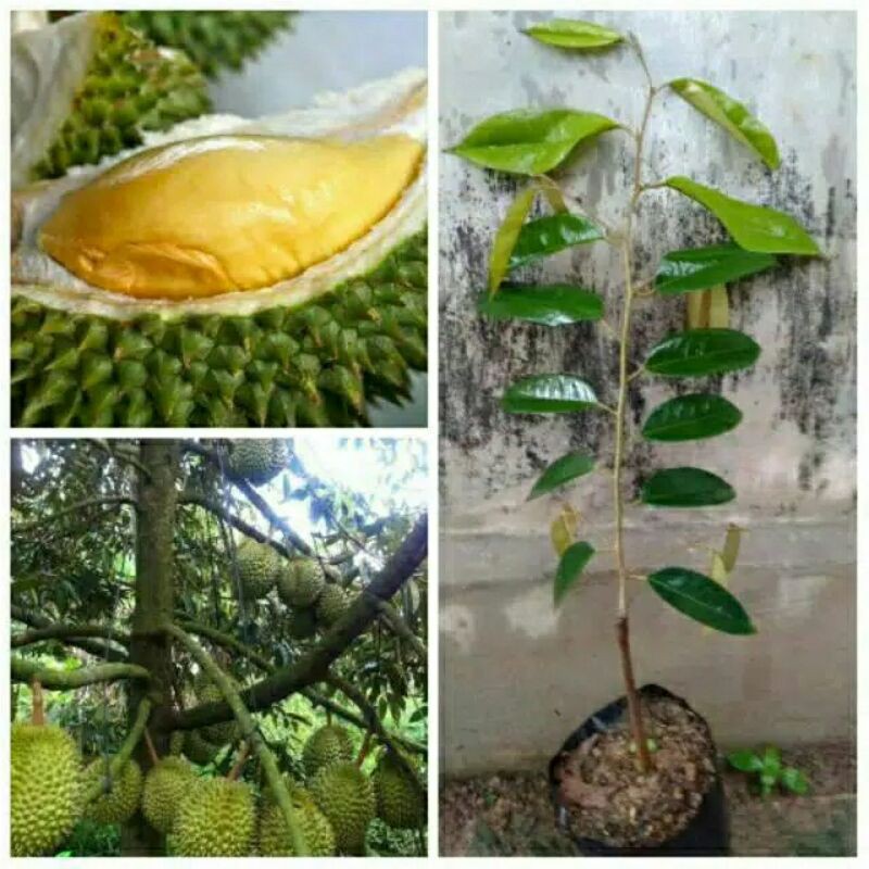 Bibit durian montong hijau