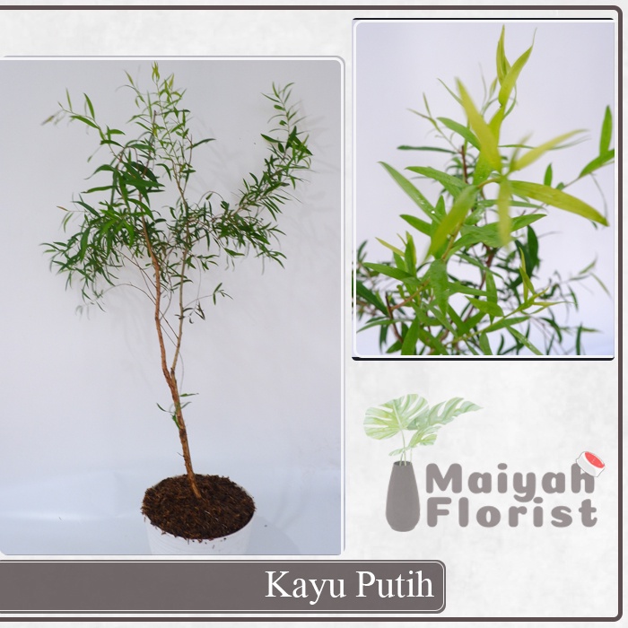 Kayu Putih - Melaleuca leucadendra - Tanaman Herbal