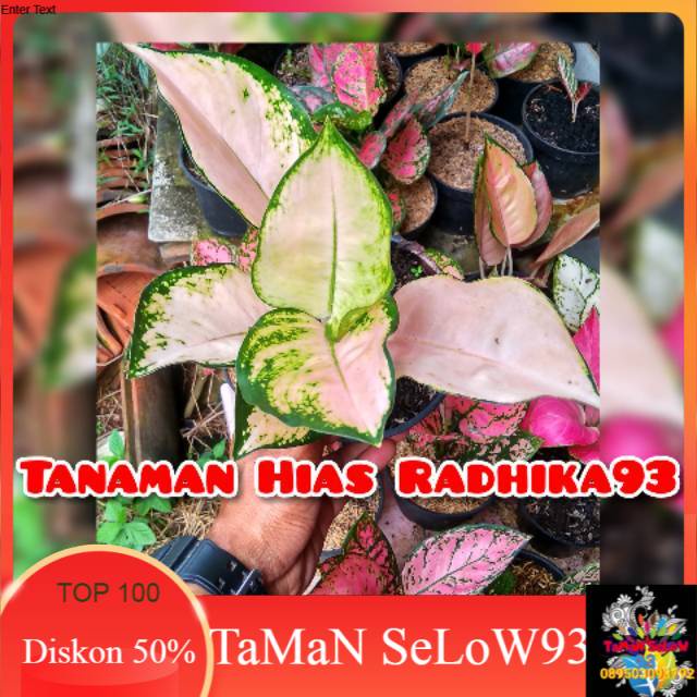 Tanaman hias murah bibit aglonema kochin sutra remaja/dewasa