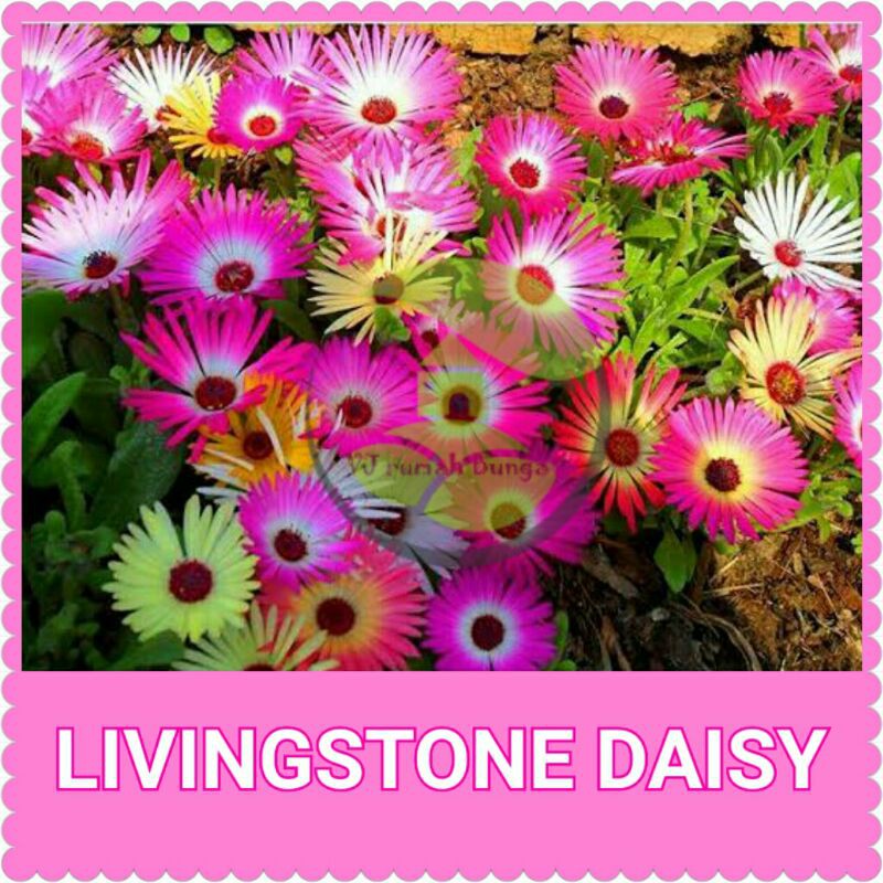 Benih Bibit Bunga Tanaman Hias Benih Bunga Unggul-daisy livingston mix