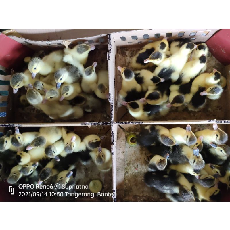 DOE anak entog. (pengiriman khusus menggunakan Grab/Go-Jek/Shopee ekspres) (pengiriman hanya daerah