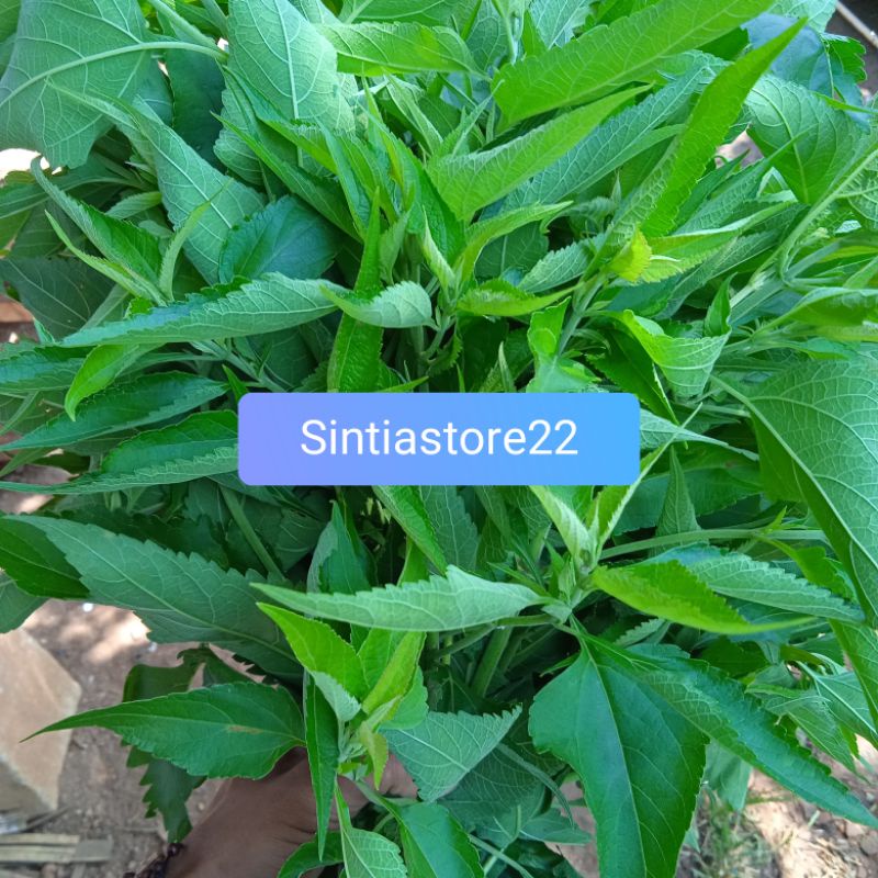 

Jual daun kirinyuh segar paket 1 kg