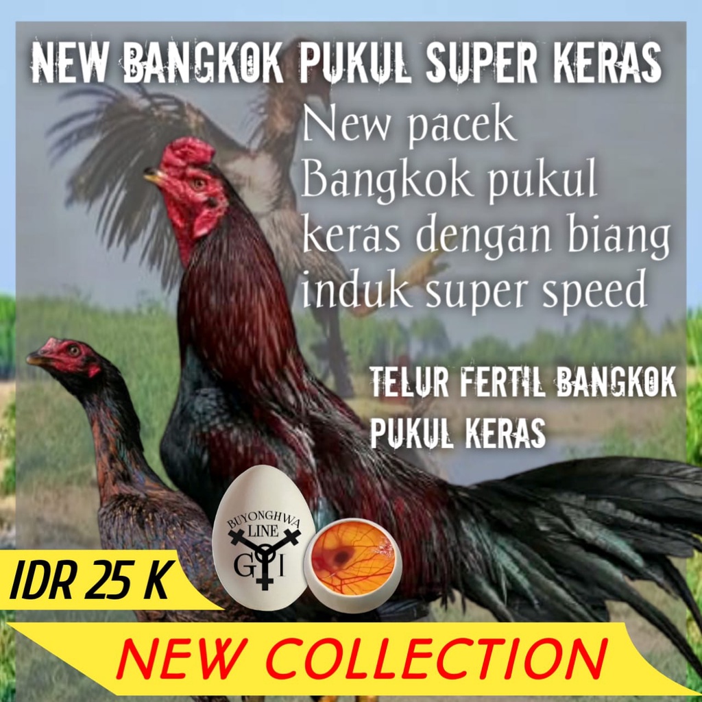 telur ayam aduan bangkok pukul keras