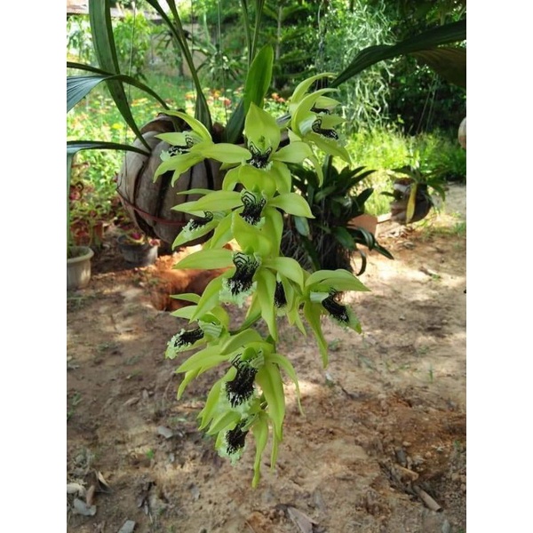 Coelogyne Pandurata