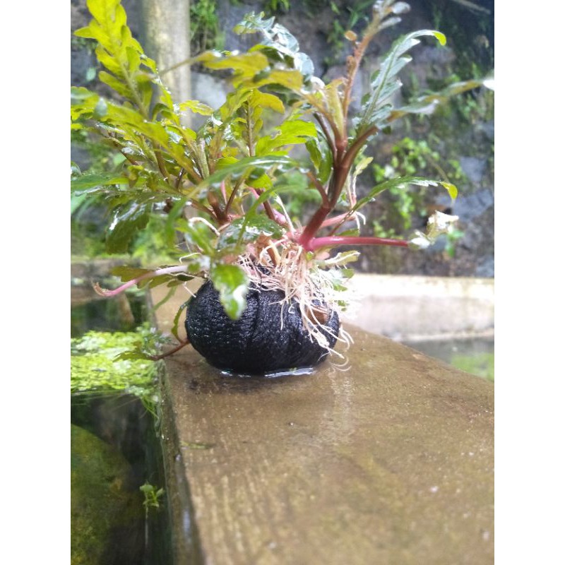 finitifida media wabikusa