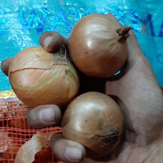 

Bawang bombay besar sedang SUPER new zealand 1kg