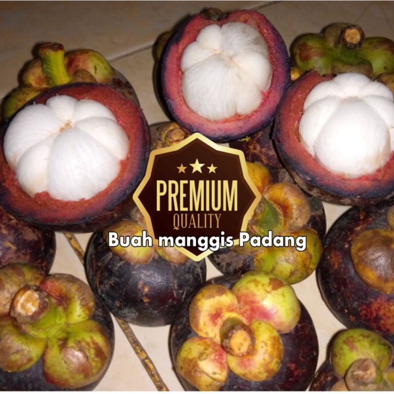 

BUAH MANGGIS PADANG PER 500GRAM SUPER/ BUAH MANGGIS SUPER 500GRAM FRESH BUAH KURMA