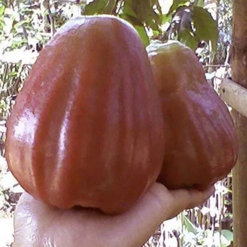 Bibit jambu air kingrose