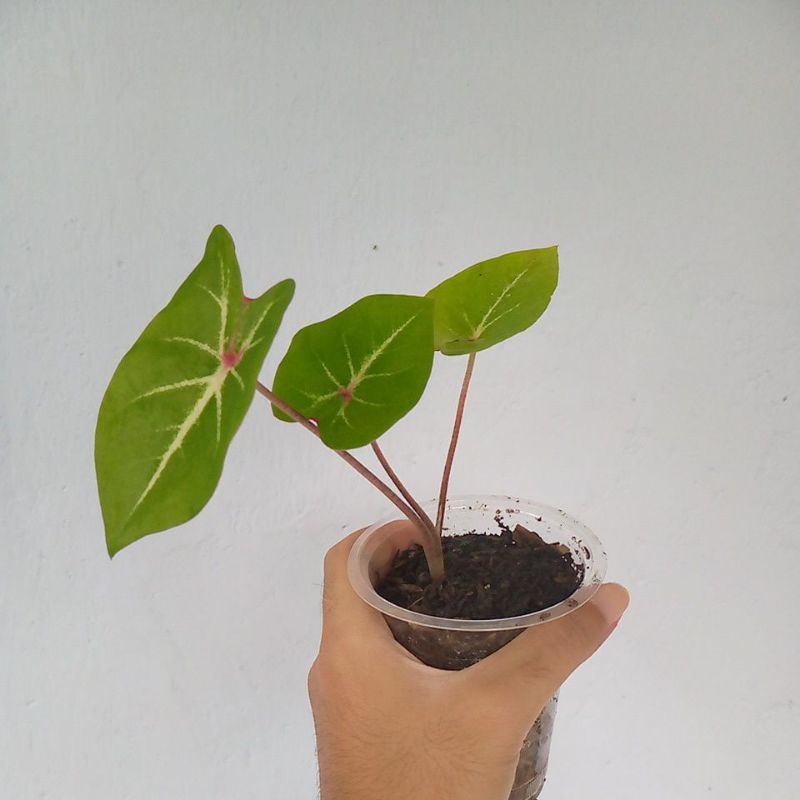 Keladi Pink Cloud kak Dewi