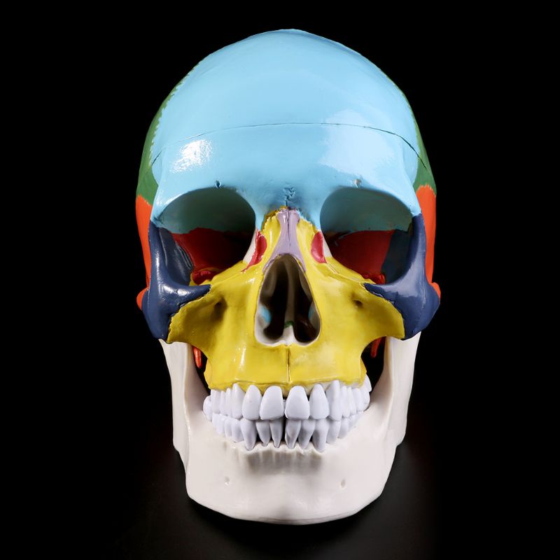 Mary Life Size Colorful Human Skull Model Anatomi Anatomi Anatomi Ngajar Medis Skeleto