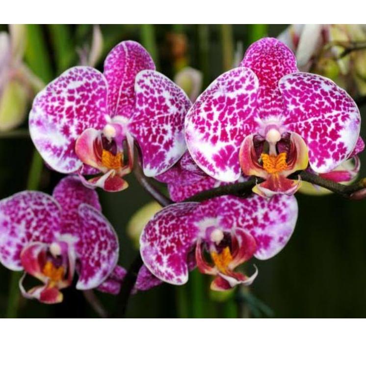 【BEST SELLER】 Bibit Botolan Anggrek Bulan Murah