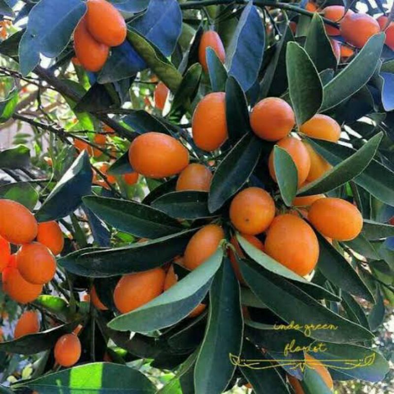 Bibit jeruk nagami berbuah/jeruk nagami berbuah rimbun/Terlariss