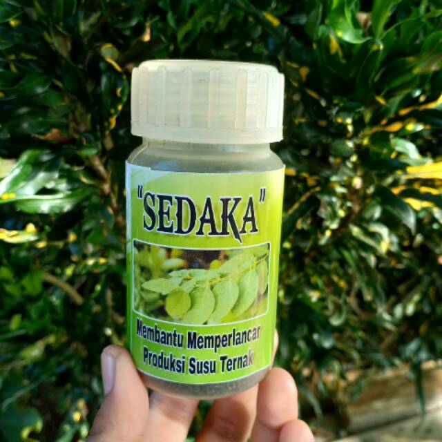 

SEDAKA " SerbukDaunKatuk MEMPELANCAR SUSU TERNAK