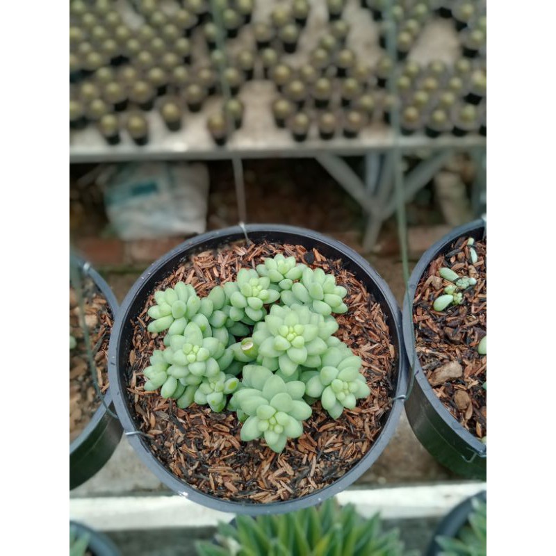 sukulen sedum