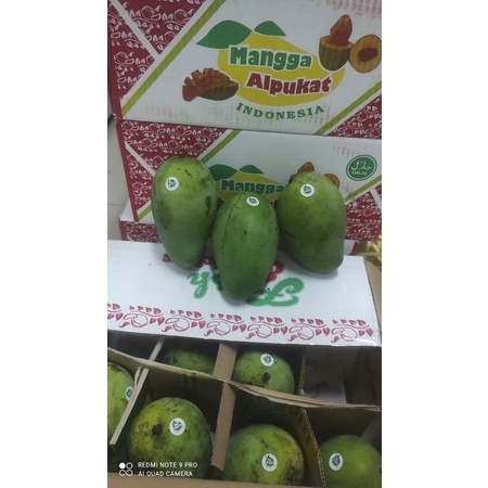 

mangga alpuket