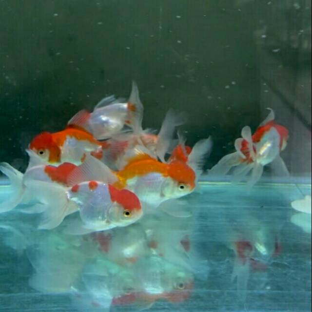 63+ Aquarium Ikan Koki Jual Gratis Terbaru