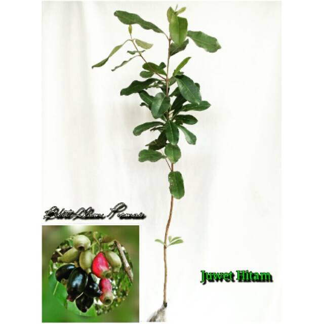 Bibit buah juwet, jamblang hitam