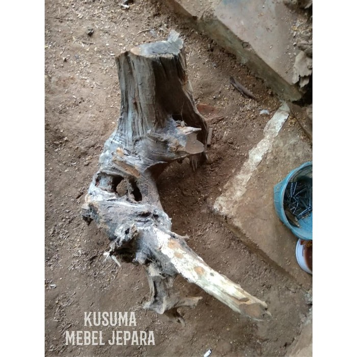 Bahan Aquascape Akuarium Akar Kayu Jati Solid No.8 (Panjang 40cm)