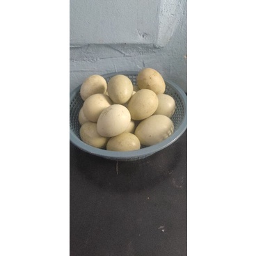 

telur ayam birma hijau
