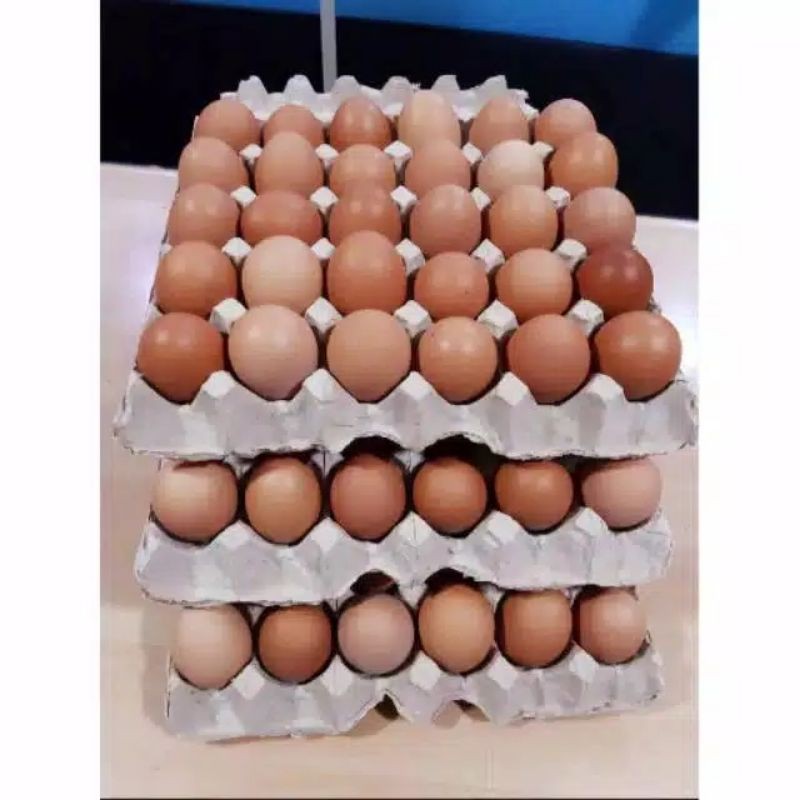 

Telur segar langsung