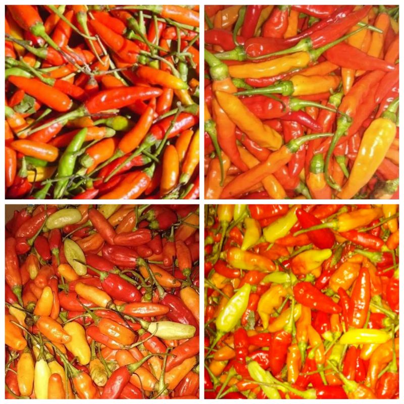 

Cabai Rawit Setan - Cabe Merah Keriting - Cabai rawit Ijo - Cabe Sayur Segar Fresh