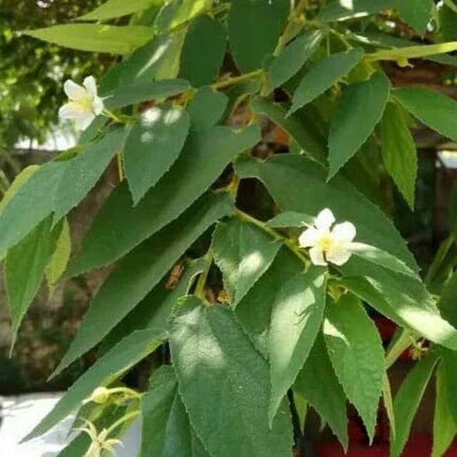 

Daun kersen segar