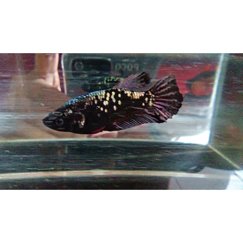 Avatar Cooper Gold Female