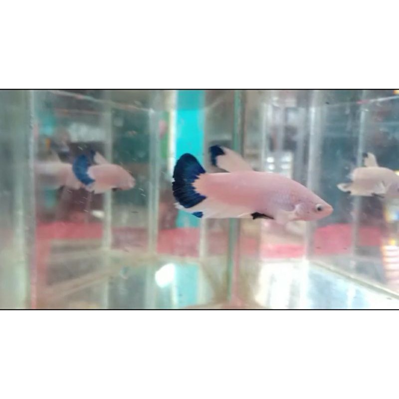 10ekor+Bonus Bahan Bluerim| Betta Fish | ikan cupang blue rim/Panda bahan Bluerim Bi_colour thailand