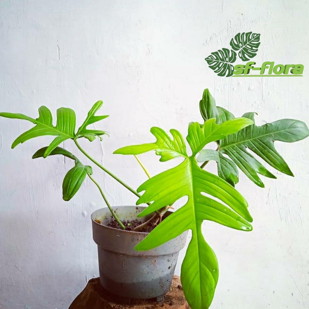 Philodendron Florida Beauty - Philo Merpati - Tanaman Hidup